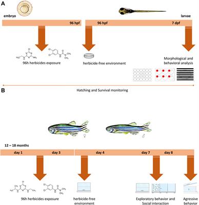 Atrazine and Diuron Effects on Survival, Embryo Development, and Behavior in Larvae and Adult Zebrafish